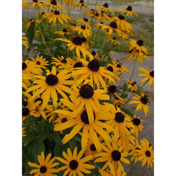 Other - 2 Black Eyed Susan Rudbeckia Hirta Mounding Perennial Bare Root Plant  Live